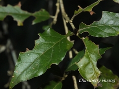Elaeagnaceae