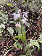 Calanthe arisanensis