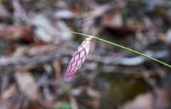 Johnsonia lupulina