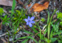 Chamaescilla corymbosa
