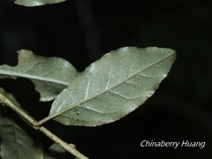 Elaeagnaceae