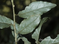Elaeagnaceae