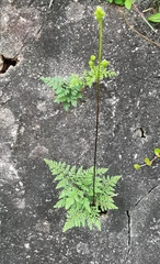 Cheilanthes tenuifolia