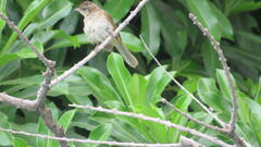 Pycnonotus conradi