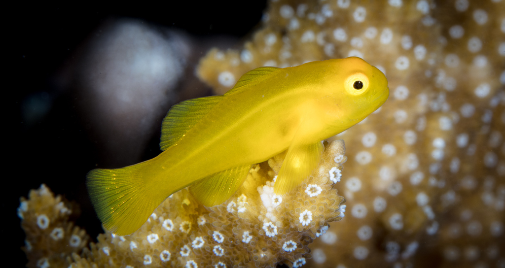 Yellow Coral-Goby