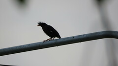 Acridotheres grandis