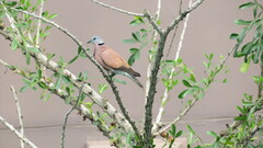 Streptopelia tranquebarica