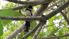Rhipidura javanica