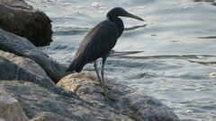 Egretta sacra