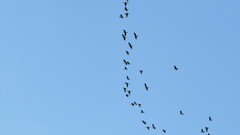 Phalacrocorax fuscicollis