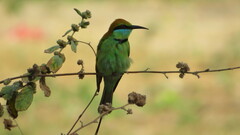 Merops orientalis