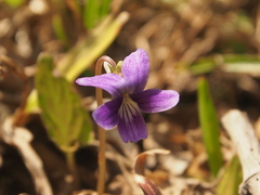 Viola inconspicua