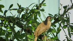 Pycnonotus conradi