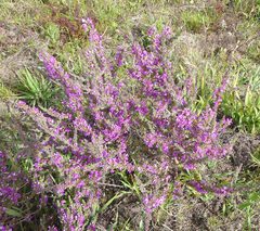 Muraltia macropetala