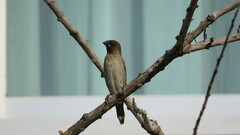 Lonchura punctulata