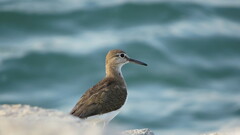 Actitis hypoleucos