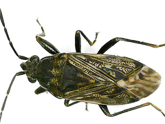 Peritrechus