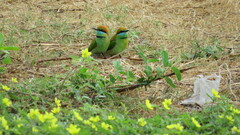 Merops orientalis