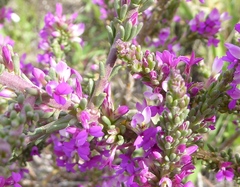 Muraltia macropetala