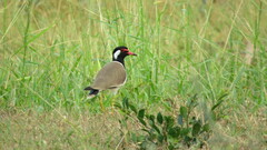 Vanellus indicus