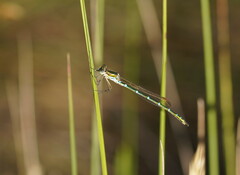 Austrolestes cingulatus