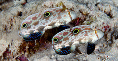 Signigobius biocellatus