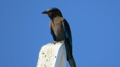 Coracias affinis