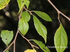 Styrax formosanus