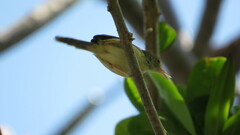 Orthotomus sutorius