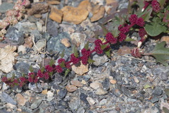 Blitum virgatum