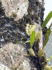 Pholidota cantonensis