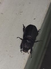 Oryctes rhinoceros