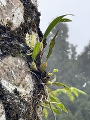 Pholidota cantonensis