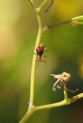 Uroleucon formosanum