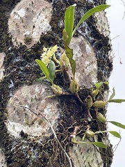 Pholidota cantonensis