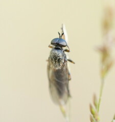 Chiromyzinae