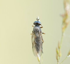 Chiromyzinae