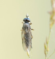 Chiromyzinae