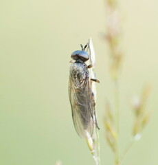Chiromyzinae
