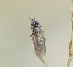 Chiromyzinae