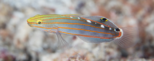 Old glory (Koumansetta rainfordi) — Gobiidae — 5