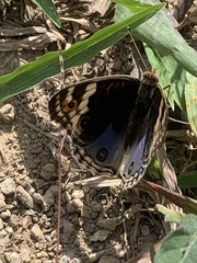 Junonia orithya wallacei