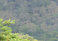 Calyptorhynchus banksii