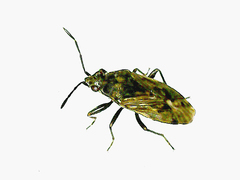 Peritrechus