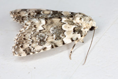 Bryophila domestica