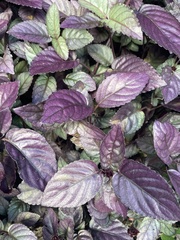 Strobilanthes alternata