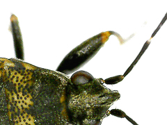 Peritrechus