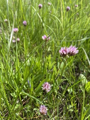 Trifolium longipes