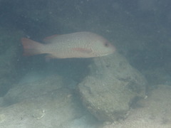 Lutjanus argentimaculatus
