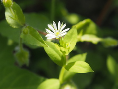 Stellaria alsine